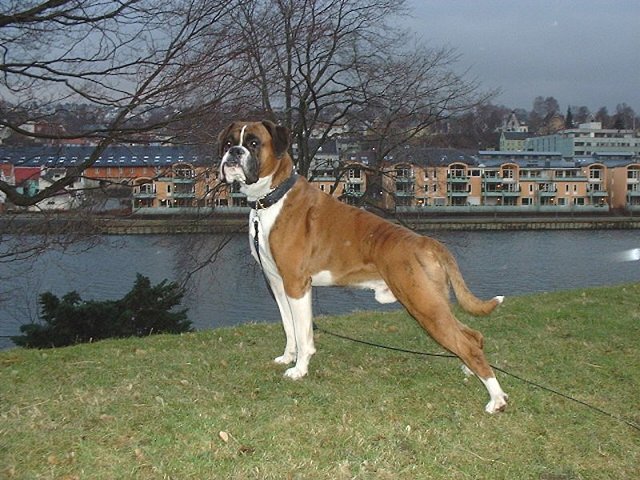 HUGO (Boxerhavens Usignuolo) 3 years old. 