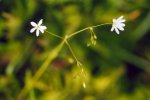 Gress-stjerneblomst (Stellaria graminea)