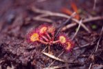Rundsoldogg (Drosera rotundifolia)