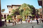 Palms in Palma